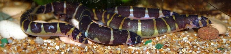 Kuhli Loach (Pangio kuhlii) — photo 4 of 5