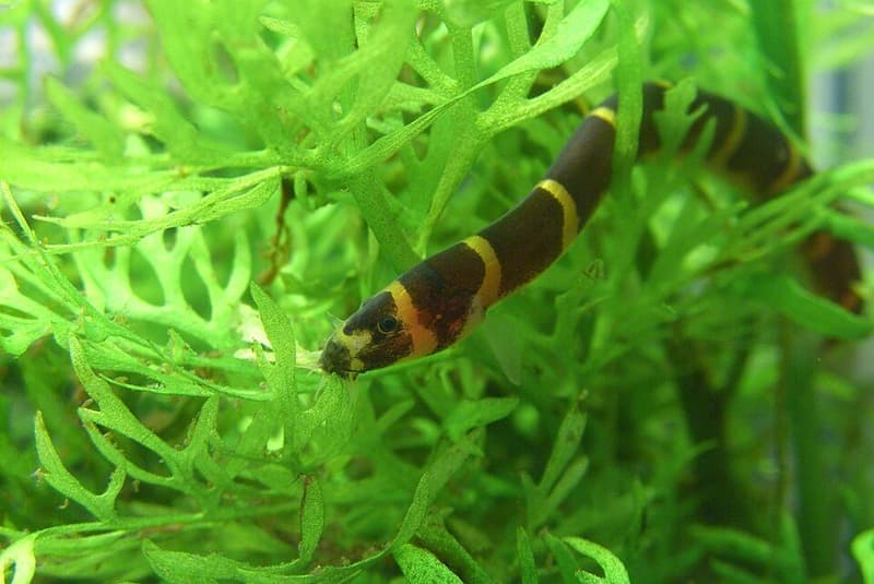 Kuhli Loach (Pangio kuhlii) — photo 5 of 5