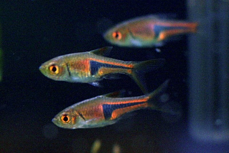 Lambchop Rasbora (Trigonostigma espei) — photo 1 of 5