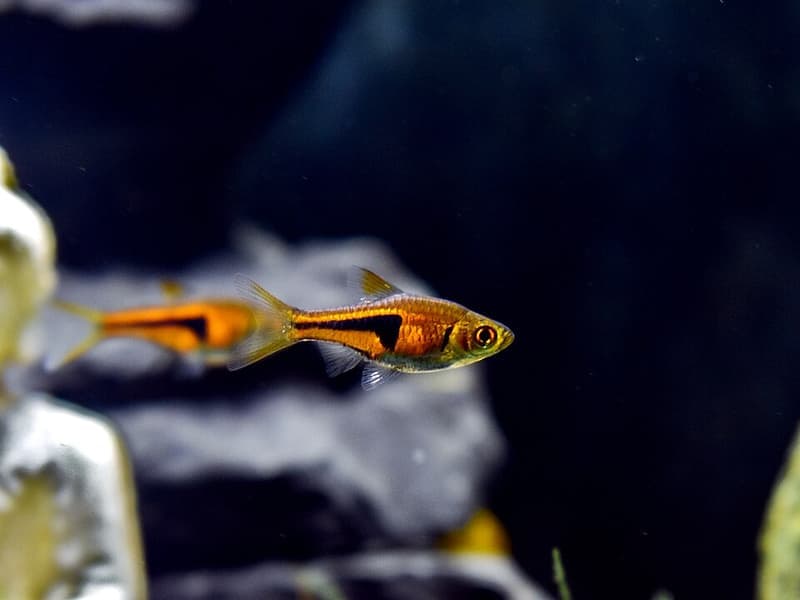 Lambchop Rasbora (Trigonostigma espei) — photo 3 of 5