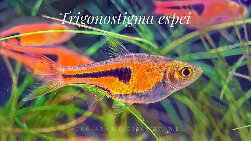 Lambchop Rasbora (Trigonostigma espei) — photo 4 of 5