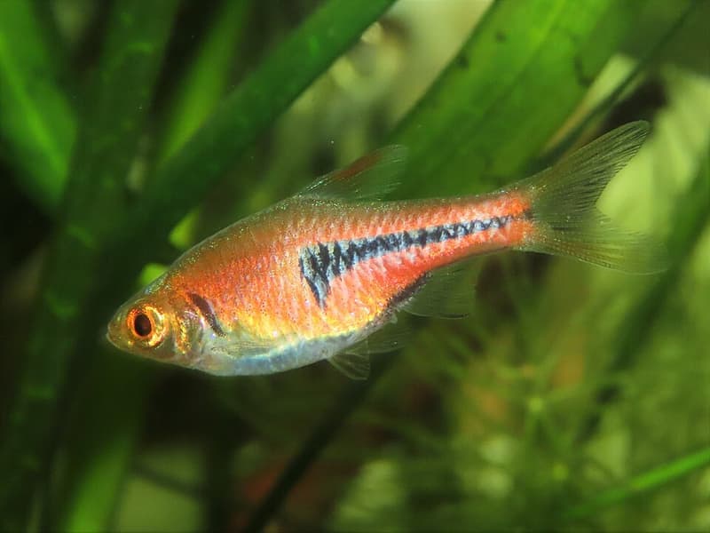 Lambchop Rasbora (Trigonostigma espei) — photo 5 of 5