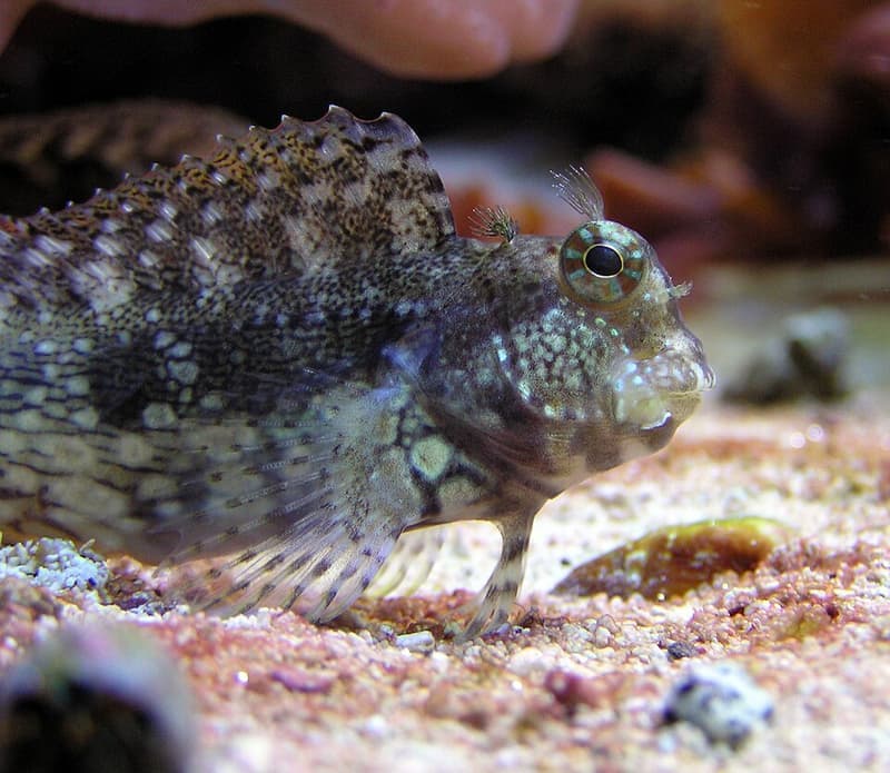 Lawnmower Blenny (Salarias fasciatus) — photo 1 of 5