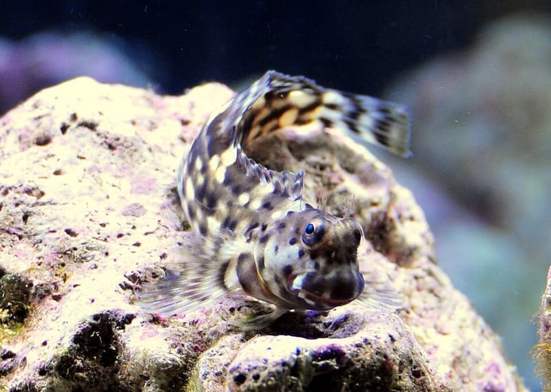 Lawnmower Blenny (Salarias fasciatus) — photo 2 of 5