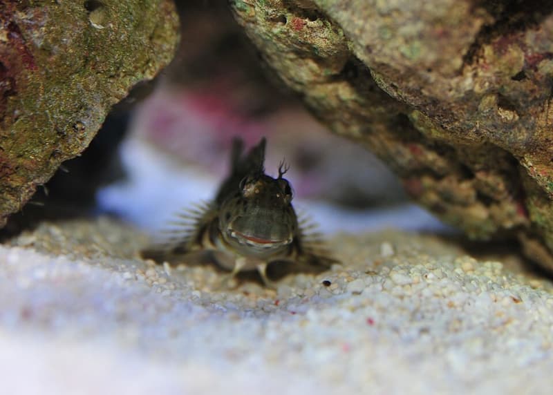 Lawnmower Blenny (Salarias fasciatus) — photo 3 of 5