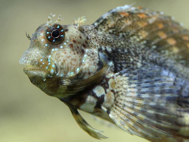 Lawnmower Blenny (Salarias fasciatus) — photo 4 of 5