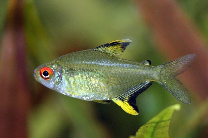 Lemon Tetra (Hyphessobrycon pulchripinnis) — photo 1 of 5