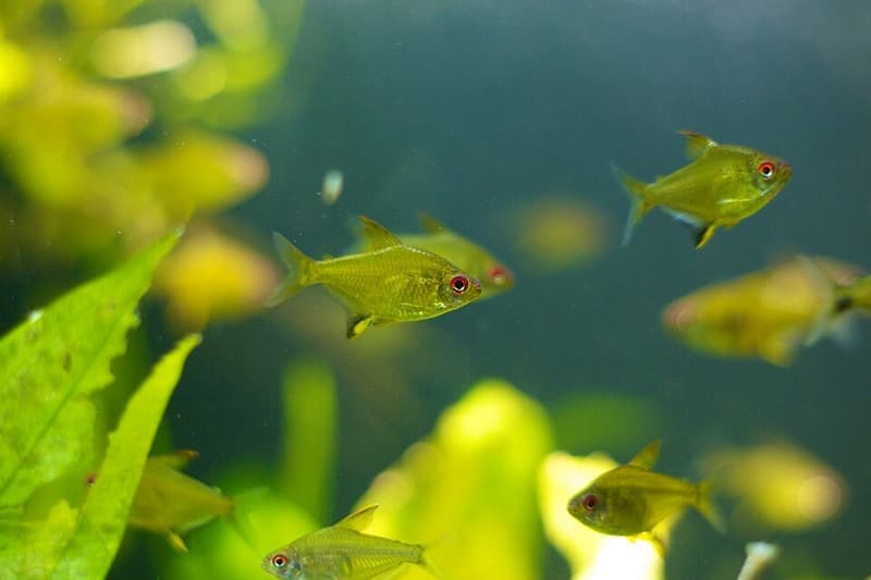 Lemon Tetra (Hyphessobrycon pulchripinnis) — photo 2 of 5