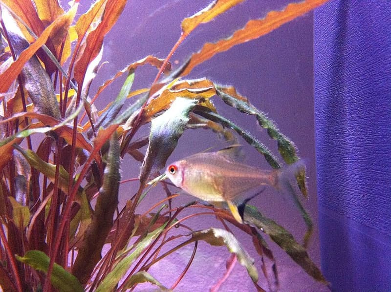 Lemon Tetra (Hyphessobrycon pulchripinnis) — photo 3 of 5