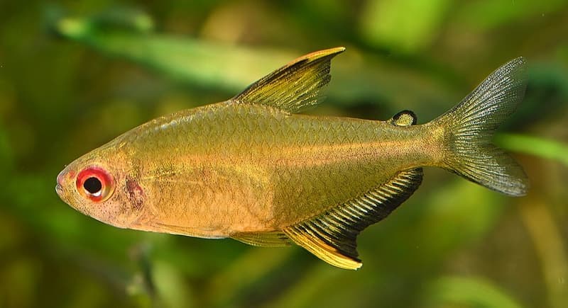 Lemon Tetra (Hyphessobrycon pulchripinnis) — photo 4 of 5