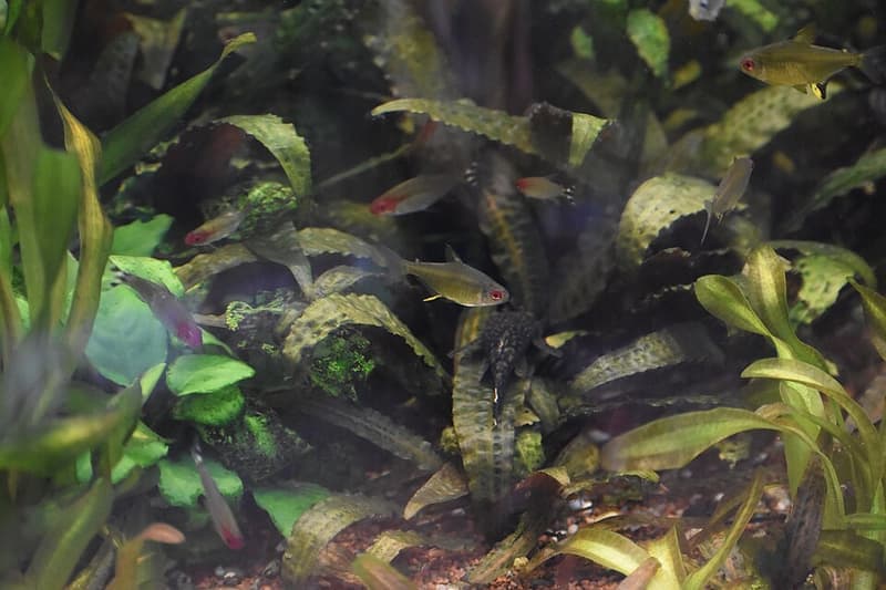 Lemon Tetra (Hyphessobrycon pulchripinnis) — photo 5 of 5