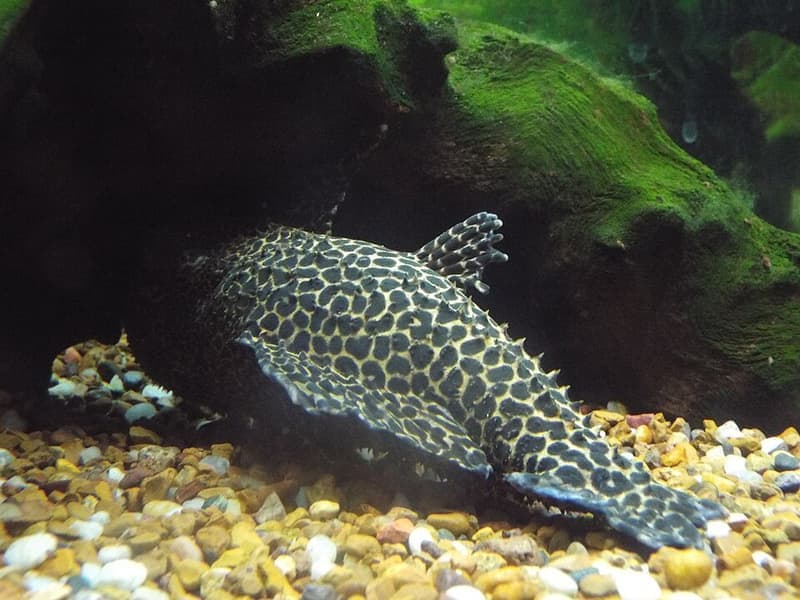 Leopard Cactus Pleco (Pseudacanthicus leopardus) — photo 1 of 2