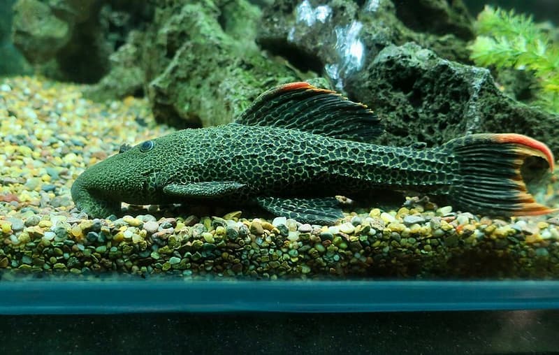 Leopard Cactus Pleco (Pseudacanthicus leopardus) — photo 2 of 2