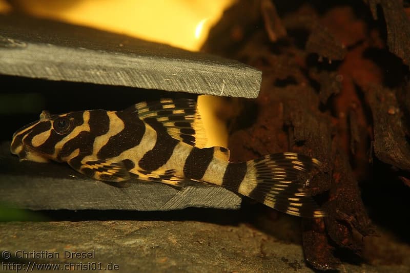 Leopard Frog Pleco (Peckoltia compta) — photo 1 of 1