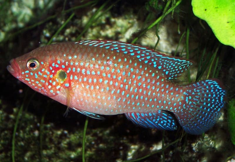 Lifalili Jewel Cichlid (Rubricatochromis lifalili) — photo 1 of 4