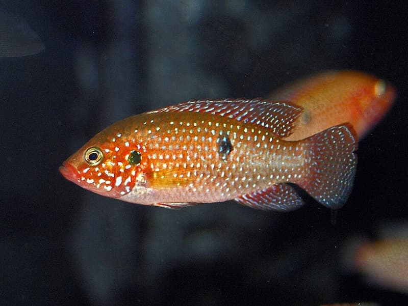 Lifalili Jewel Cichlid (Rubricatochromis lifalili) — photo 2 of 4
