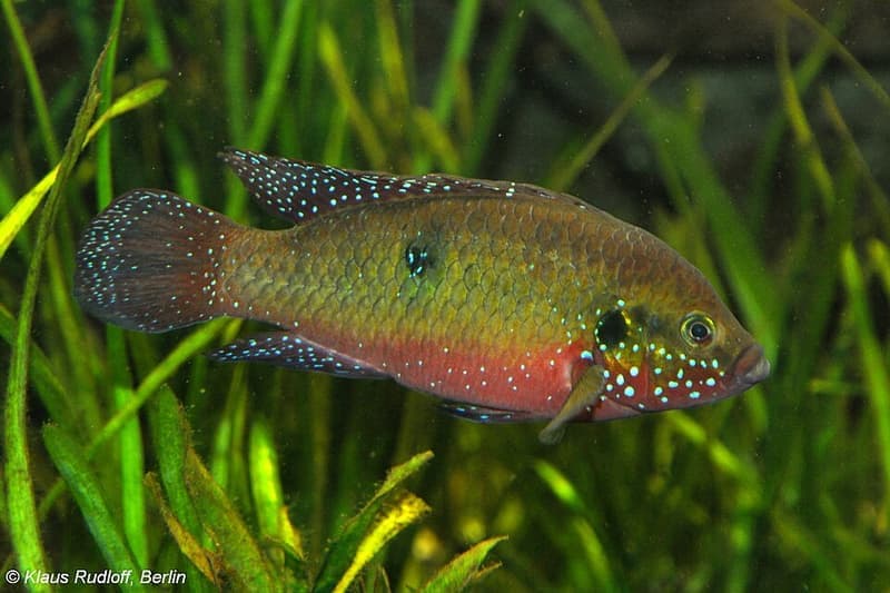 Lifalili Jewel Cichlid (Rubricatochromis lifalili) — photo 3 of 4