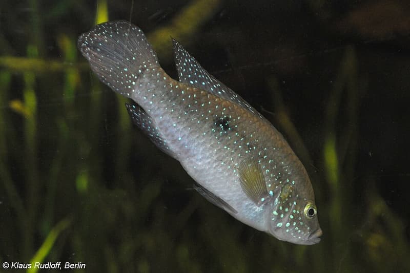 Lifalili Jewel Cichlid (Rubricatochromis lifalili) — photo 4 of 4