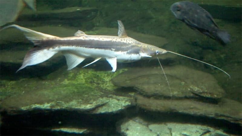 Lima Shovelnose Catfish (Sorubim lima) — photo 1 of 5