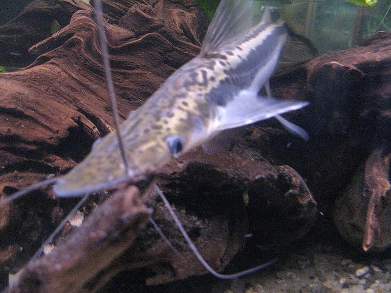 Lima Shovelnose Catfish (Sorubim lima) — photo 2 of 5