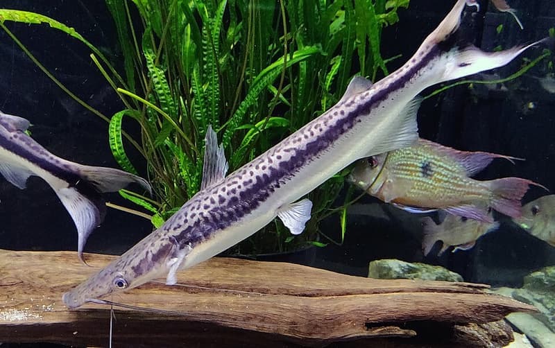 Lima Shovelnose Catfish (Sorubim lima) — photo 3 of 5