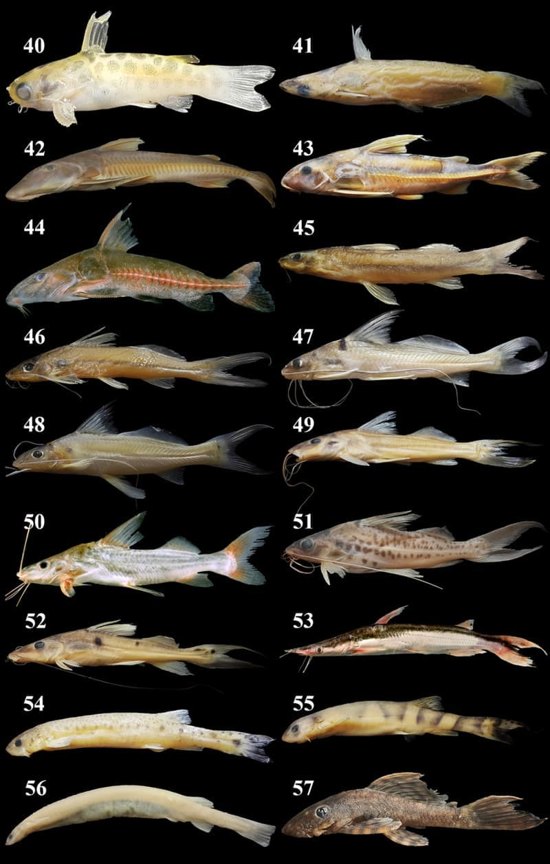Lima Shovelnose Catfish (Sorubim lima) — photo 4 of 5
