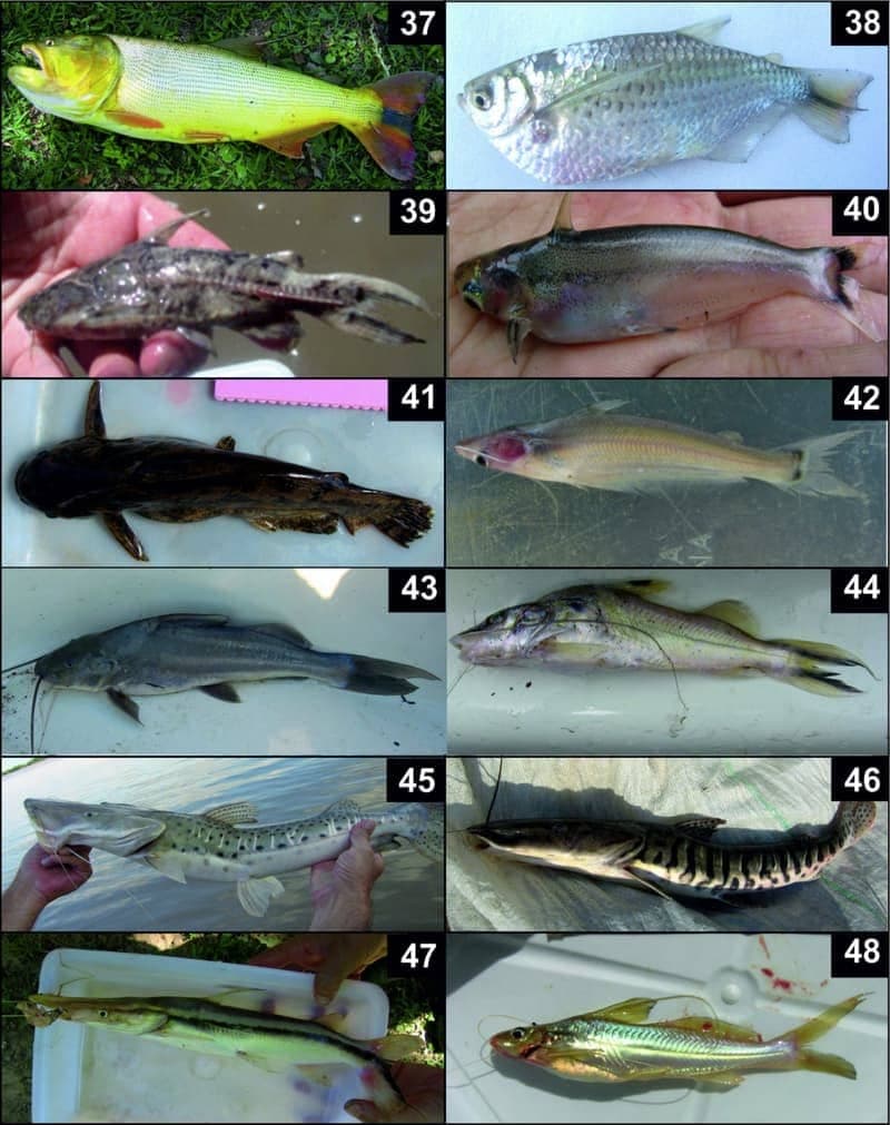Lima Shovelnose Catfish (Sorubim lima) — photo 5 of 5