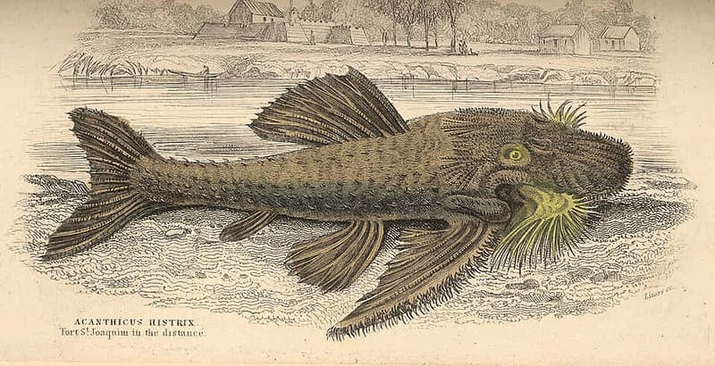 Lyre Tail Pleco (Acanthicus hystrix) — photo 1 of 2