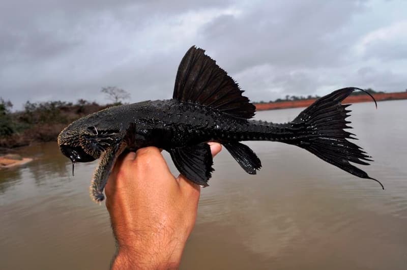 Lyre Tail Pleco (Acanthicus hystrix) — photo 2 of 2