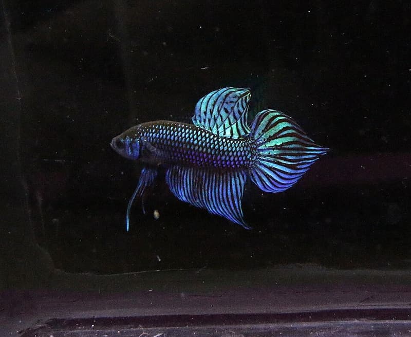 Mahachai Betta (Betta mahachaiensis) — photo 1 of 1