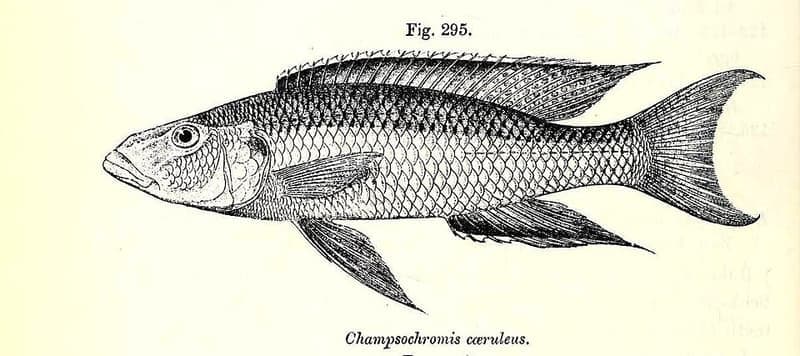 Malawi Trout Cichlid (Champsochromis caeruleus) — photo 1 of 4