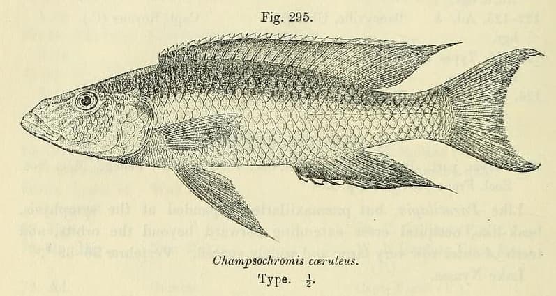 Malawi Trout Cichlid (Champsochromis caeruleus) — photo 2 of 4