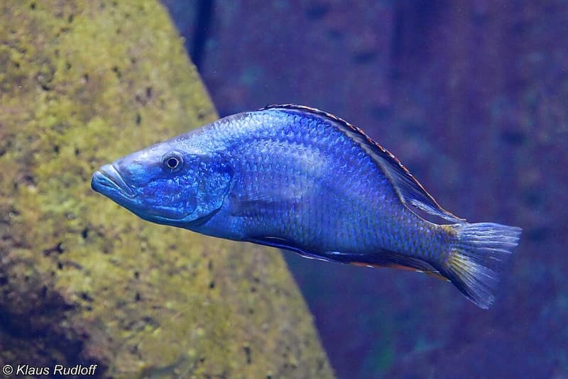 Malawi Trout Cichlid (Champsochromis caeruleus) — photo 3 of 4