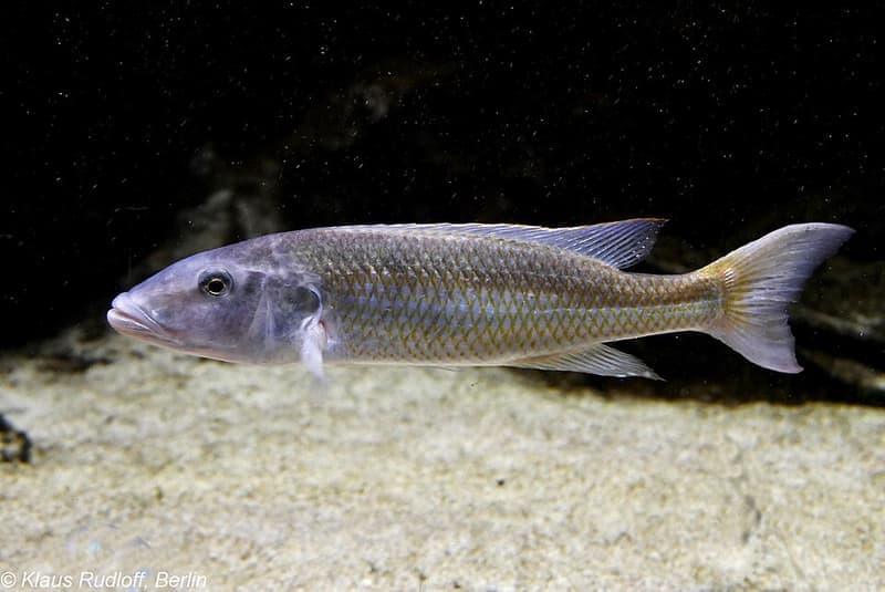 Malawi Trout Cichlid (Champsochromis caeruleus) — photo 4 of 4