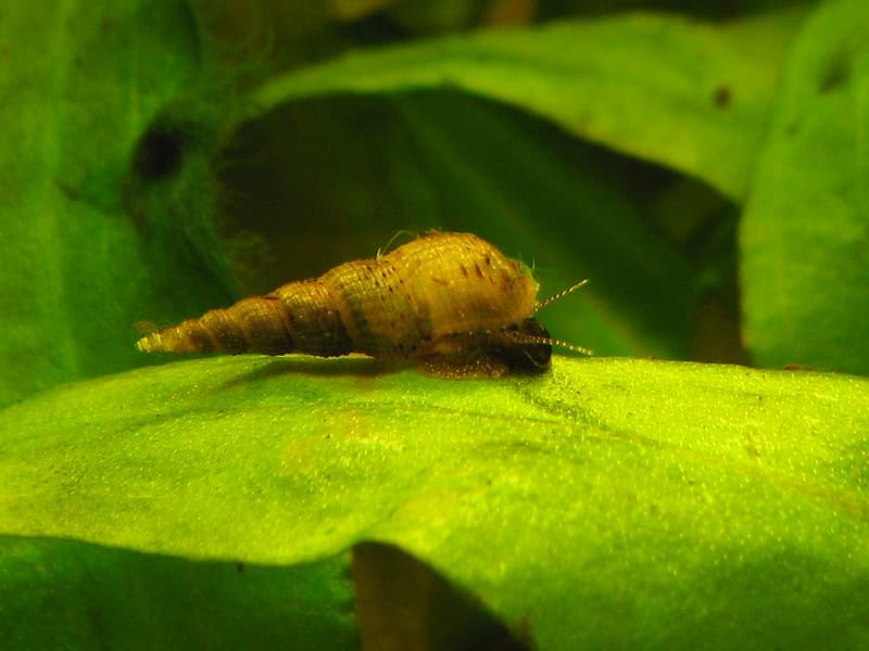 Malaysian Trumpet Snail (Melanoides tuberculata) — photo 1 of 5