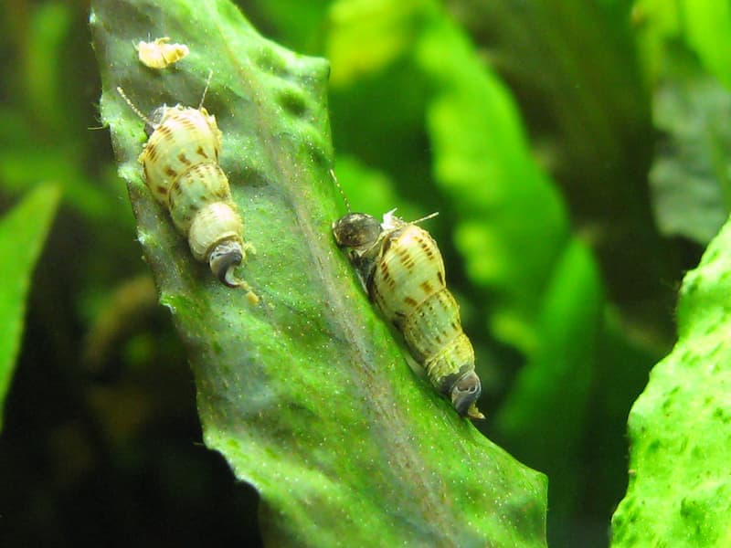 Malaysian Trumpet Snail (Melanoides tuberculata) — photo 2 of 5