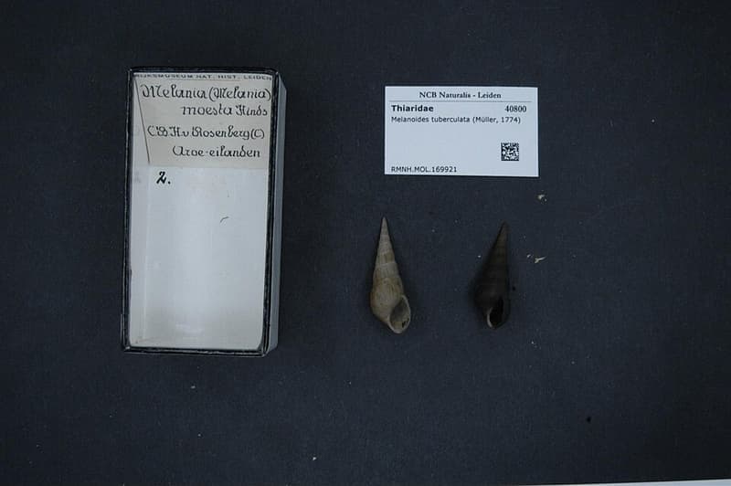 Malaysian Trumpet Snail (Melanoides tuberculata) — photo 4 of 5