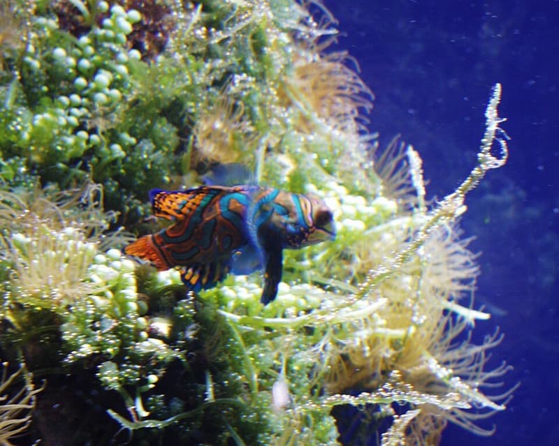 Mandarin Dragonet (Synchiropus splendidus) — photo 1 of 5