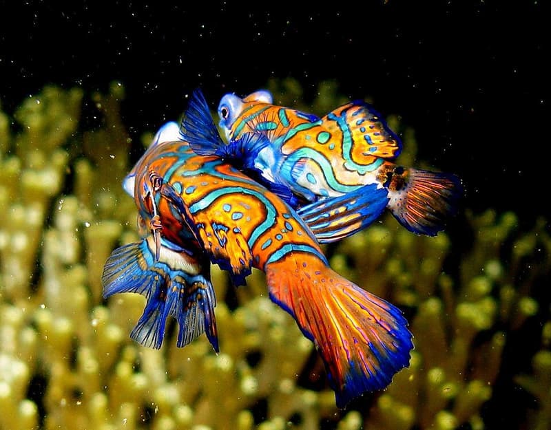 Mandarin Dragonet (Synchiropus splendidus) — photo 2 of 5