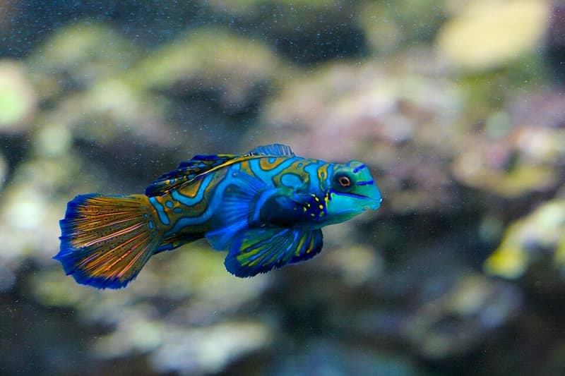 Mandarin Dragonet (Synchiropus splendidus) — photo 3 of 5