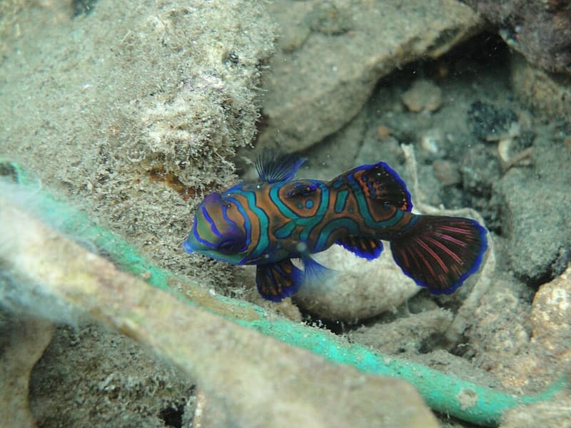 Mandarin Dragonet (Synchiropus splendidus) — photo 4 of 5