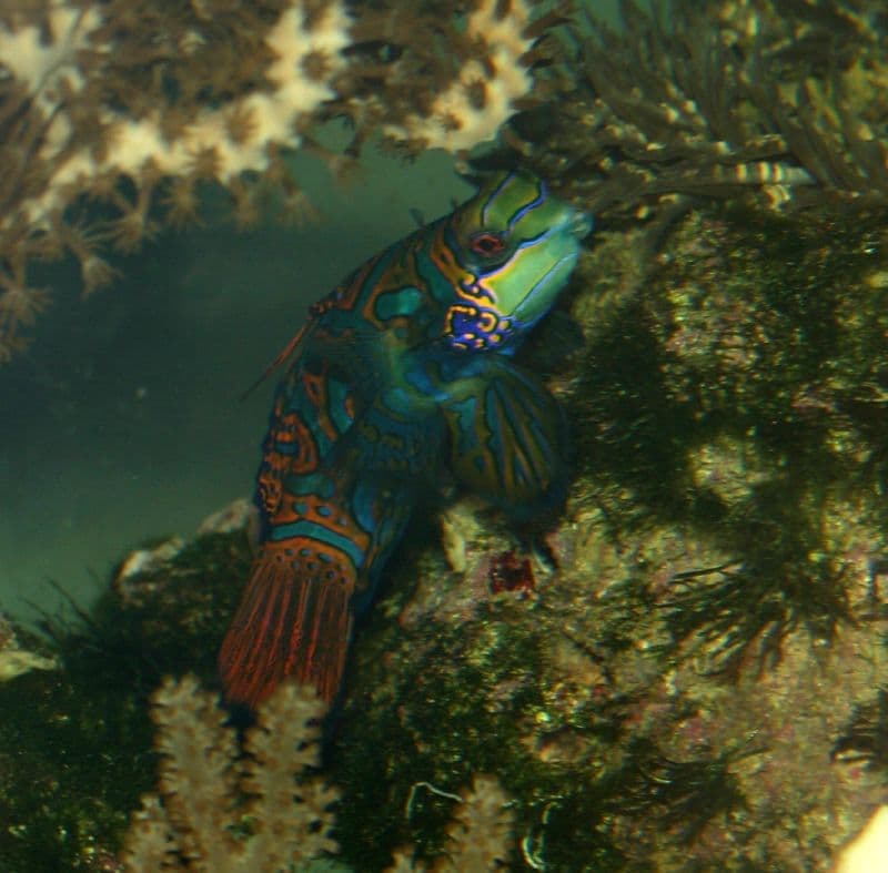 Mandarin Dragonet (Synchiropus splendidus) — photo 5 of 5