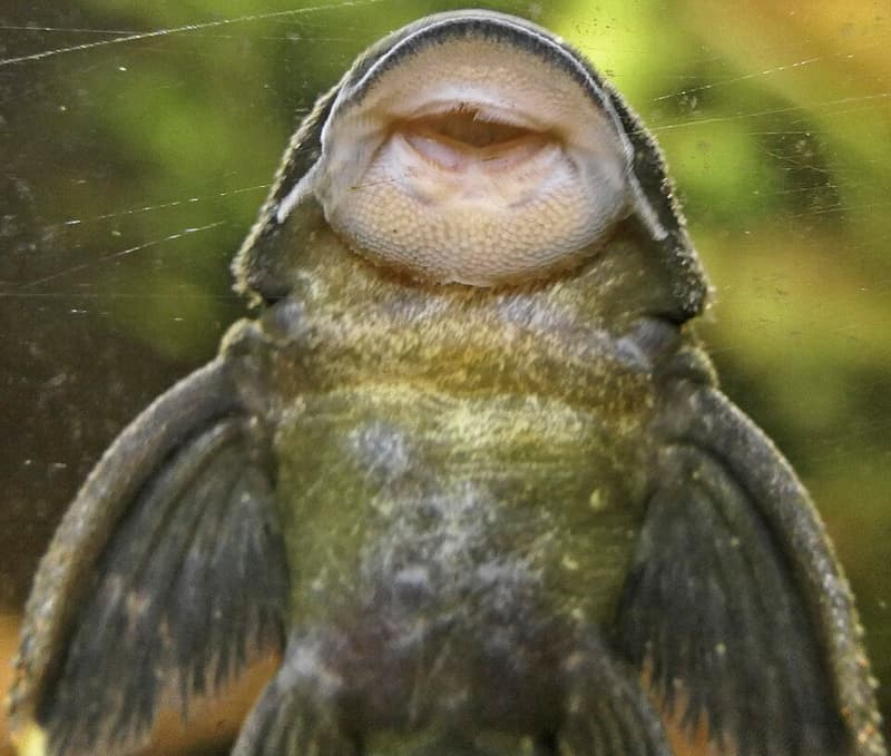 Mango Pleco (Baryancistrus chrysolomus) — photo 1 of 2