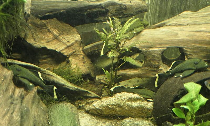 Mango Pleco (Baryancistrus chrysolomus) — photo 2 of 2