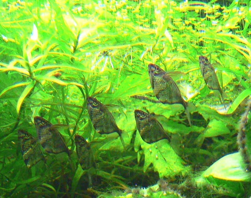 Marbled Hatchetfish (Carnegiella strigata) — photo 1 of 5