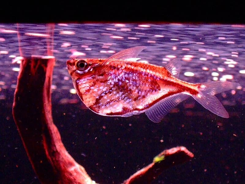Marbled Hatchetfish (Carnegiella strigata) — photo 2 of 5