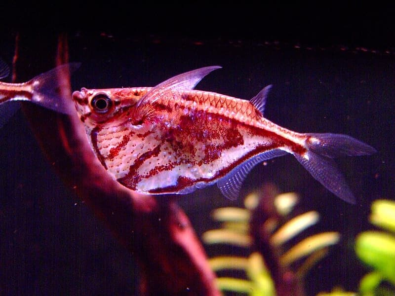 Marbled Hatchetfish (Carnegiella strigata) — photo 3 of 5