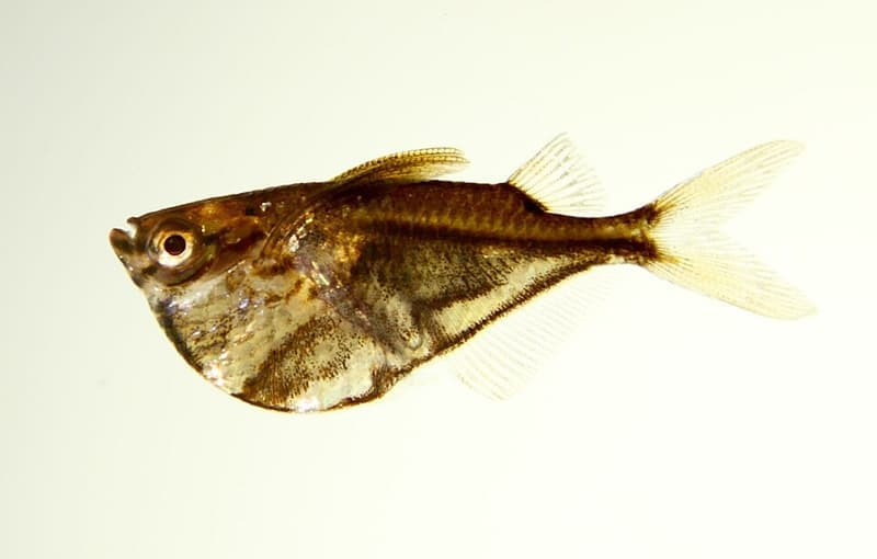 Marbled Hatchetfish (Carnegiella strigata) — photo 4 of 5