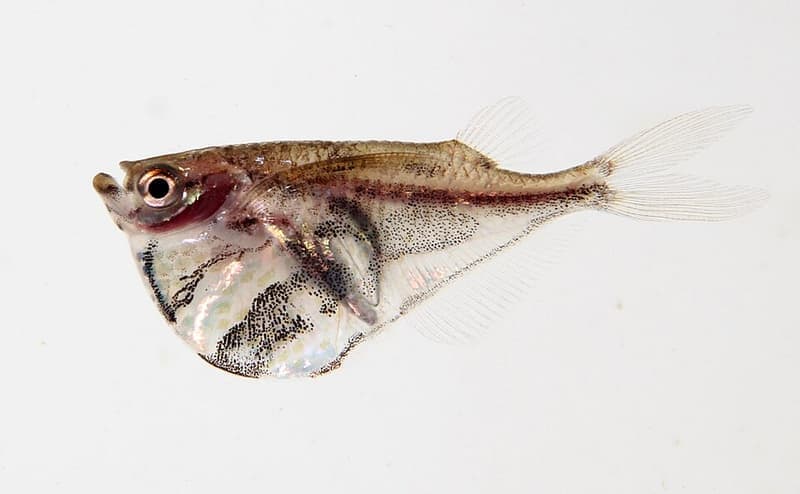 Marbled Hatchetfish (Carnegiella strigata) — photo 5 of 5
