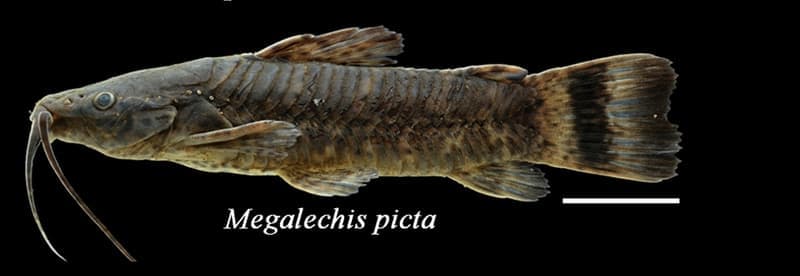 Marbled Hoplo (Megalechis picta) — photo 1 of 1